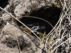 Melecta curvispina