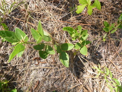 Desmodium nuttallii
