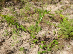 Desmodium obtusum