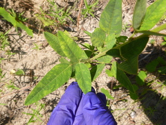 Desmodium obtusum