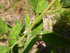 Desmodium obtusum