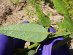Desmodium obtusum