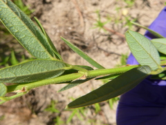 Desmodium obtusum