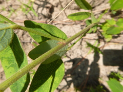 Desmodium obtusum