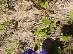 Desmodium obtusum
