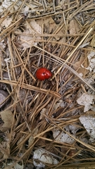 Leptinotarsa rubiginosa