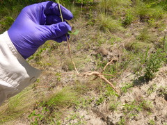 Desmodium obtusum
