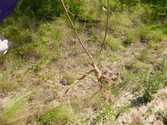 Desmodium obtusum