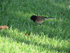 Junco hyemalis