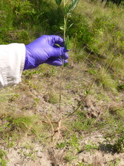 Desmodium obtusum