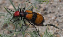 Tegrodera latecincta