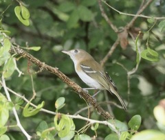 Vireo bairdi