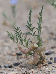 Astragalus geyeri geyeri