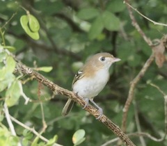 Vireo bairdi