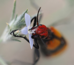 Tegrodera latecincta