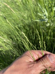 Sphenopholis obtusata