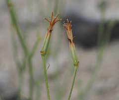 Chaetadelpha wheeleri