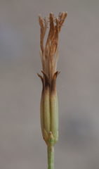 Chaetadelpha wheeleri