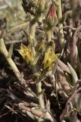 Dudleya abramsii bettinae