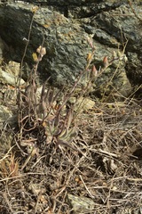 Dudleya abramsii bettinae
