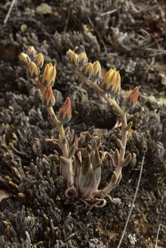 Dudleya abramsii ssp. bettinae