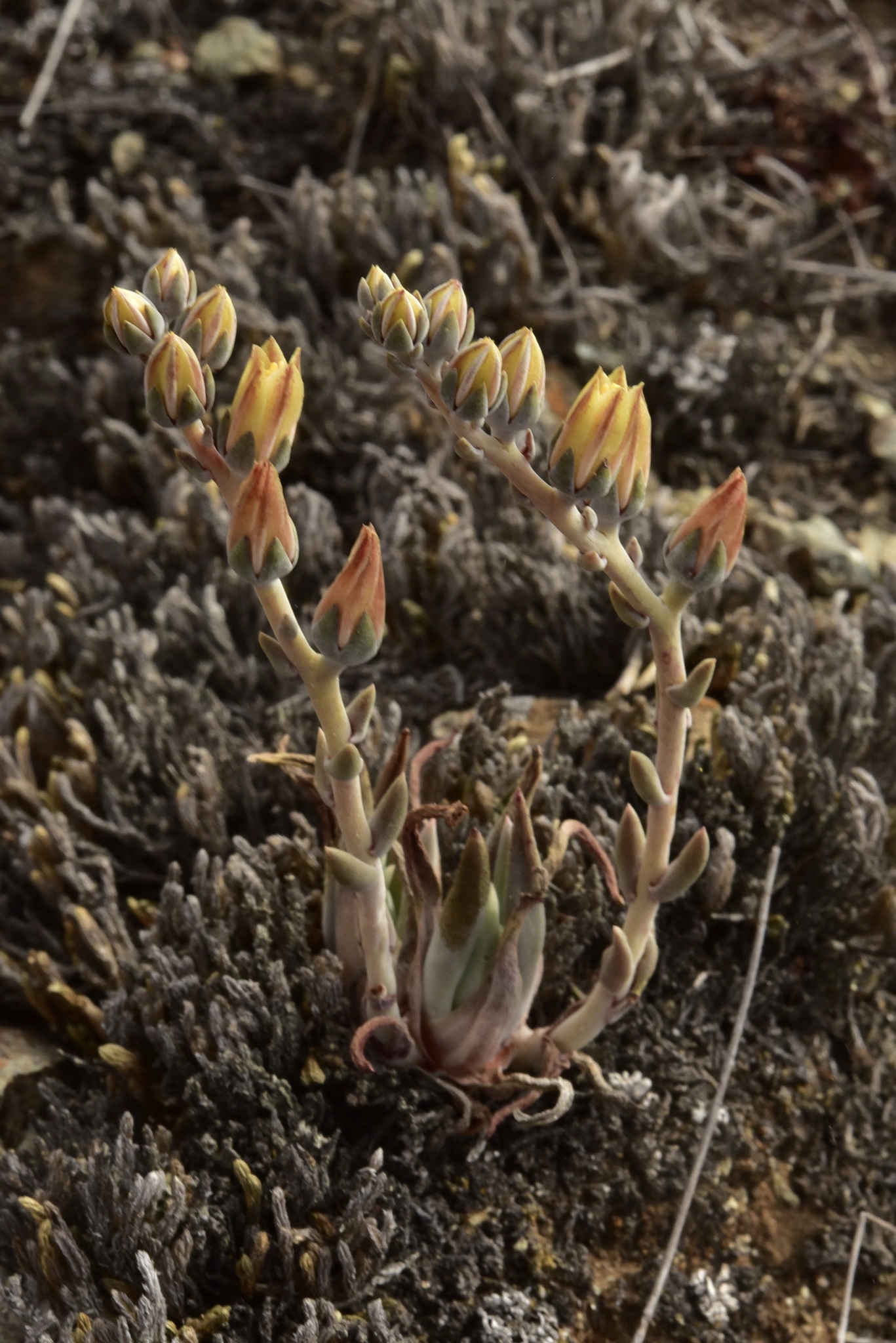 Dudleya abramsii ssp. bettinae
