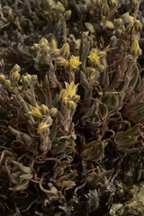Dudleya abramsii bettinae