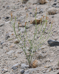 Chaetadelpha wheeleri