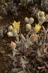 Dudleya abramsii bettinae