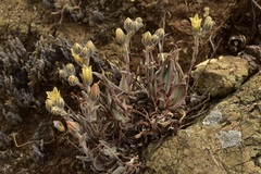 Dudleya abramsii bettinae