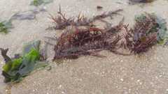 Chondracanthus chamissoi