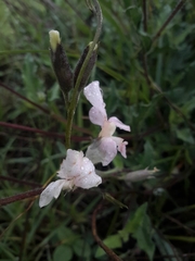 Fabaceae