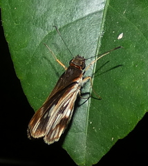 Vettius fantasos