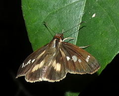 Vettius fantasos