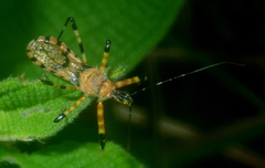 Pyrrhosphodrus amazonus