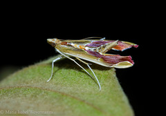 Agathodes designalis