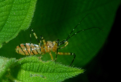 Pyrrhosphodrus amazonus