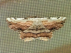 Lytrosis unitaria