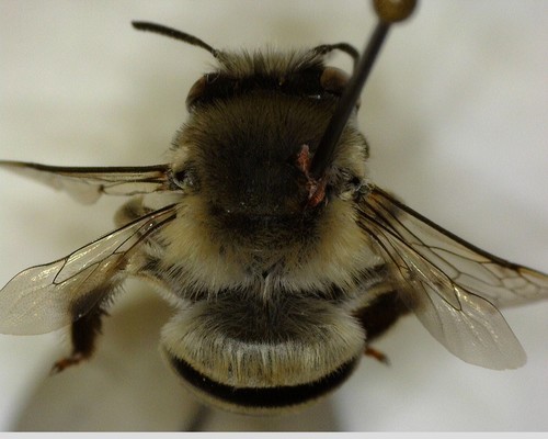 iNaturalist observation photo of Urbane Digger Bee