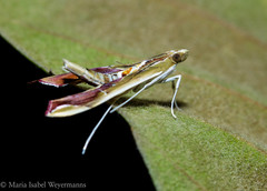 Agathodes designalis