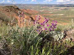Oxytropis besseyi fallax
