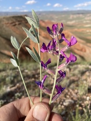 Oxytropis besseyi fallax
