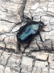 Cotinis antonii