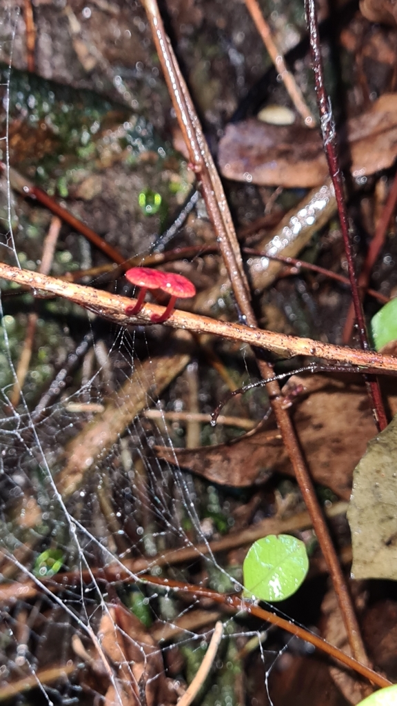 Ruby Bonnot ruby bonnet from Putauaki, New Zealand on June 13, 2022 at 03:33 PM by ...