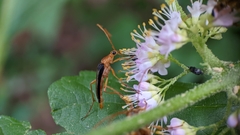 Strangalia luteicornis