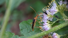 Strangalia luteicornis