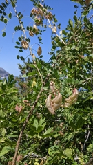 Colutea