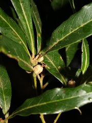Image of Quercus cortesii
