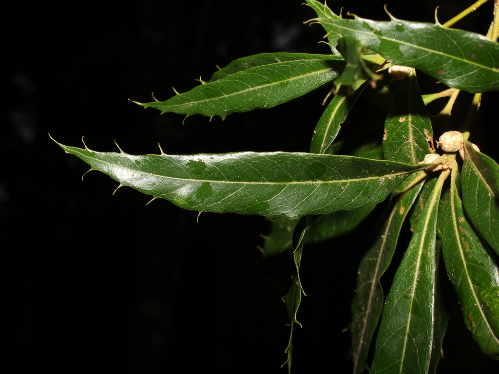 Quercus cortesii