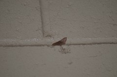 Idaea eremiata